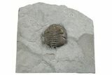 Wide, Partial Eldredgeops Trilobite Fossil - Silica Shale, Ohio #191138-1